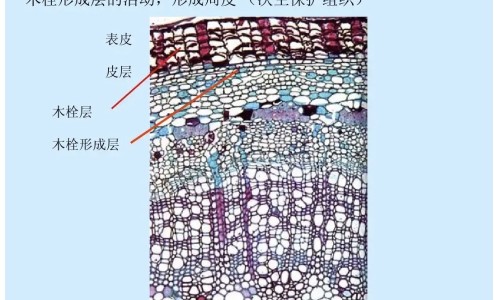 获苓的功效作用及禁忌网 | 获苓功效图片展示,获苓40g的神奇功效与作用