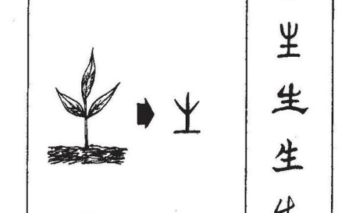 获苓的副作用及禁忌-获苓的功效作用及禁忌网 | 获苓功效图片展示,获苓40g的神奇功效与作用